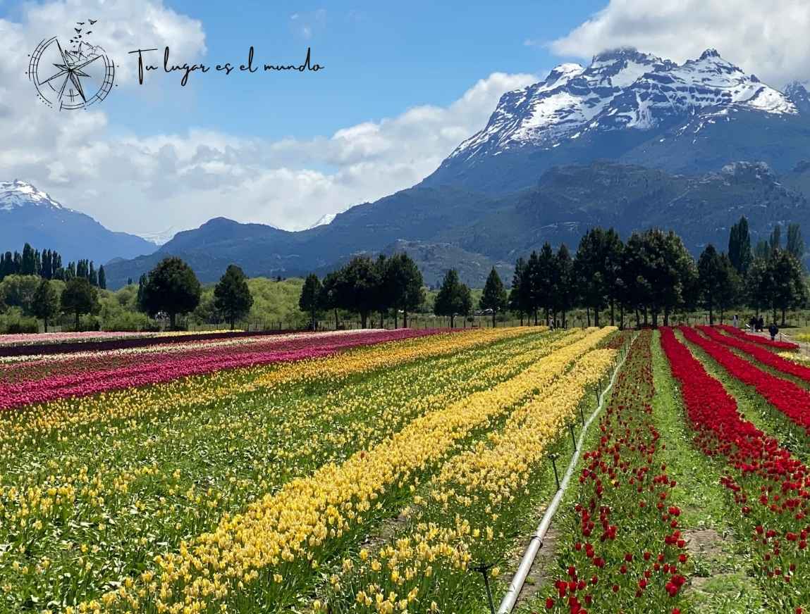Tulipanes